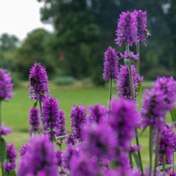 Aantrekkelijk voor insecten