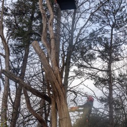 Acacia verwijderen Acacia verwijderen