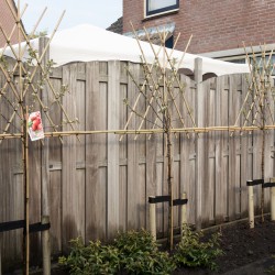 Appelboom leivorm Appelboom leivorm