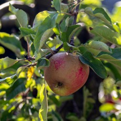 Appelboom planten