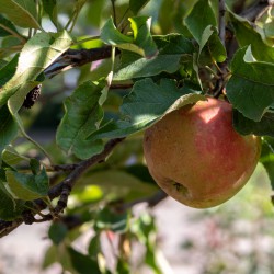 Appels plukken in de tuin Appels plukken in de tuin