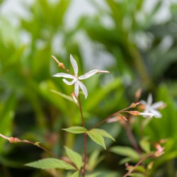 Beplanting tuin
