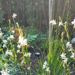 Beplanting tuin Soest Beplanting tuin Soest