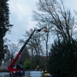 Beuk kappen Hoveniersbedrijf De Vuursche