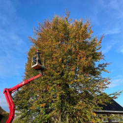 Beuken snoeien Beuken snoeien