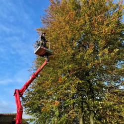 Beuken snoeien vanuit de hoogwerker Beuken snoeien vanuit de hoogwerker