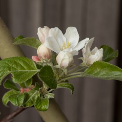 Bloesem appelboom Bloesem appelboom