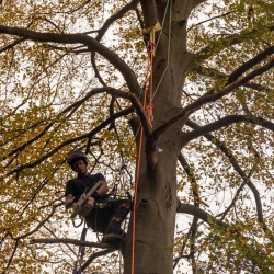 Bomen onderhouden Bomen onderhouden