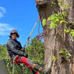Bomenklimmer Hoveniersbedrijf De Vuursche Bomenklimmer Hoveniersbedrijf De Vuursche
