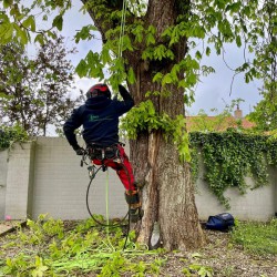 Boom kappen Hoveniersbedrijf De Vuursche