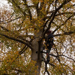 Boomklimmer Hoveniersbedrijf De Vuursche Boomklimmer Hoveniersbedrijf De Vuursche