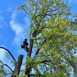 Boomverzorger Hoveniersbedrijf De Vuursche