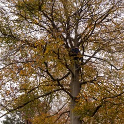 Boomverzorger Willem Ruitenbeek Boomverzorger Willem Ruitenbeek