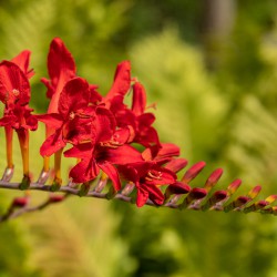 Crocosmia