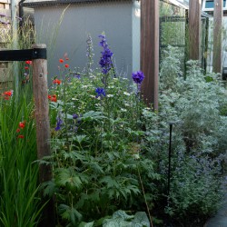 Crocosmia en Delphinium