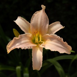 Daglelie