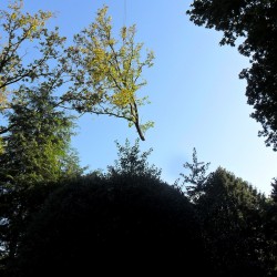 De boom omhoog gehesen door de hijskraan