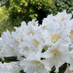Detail witte Rhododendron