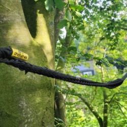 Dynamische kroonverankering beuk