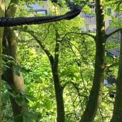 Dynamische kroonverankering waardevolle beuk