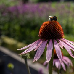 Echinacea purpurea