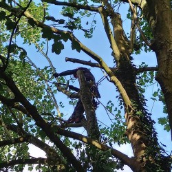 Esdoorn snoeien Esdoorn snoeien