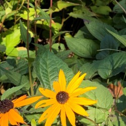 Gele zonnehoed