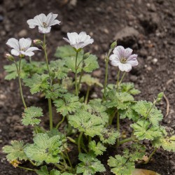 Geranium