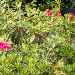 Groenblijvende planten