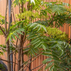 Groene heesters in de stadstuin