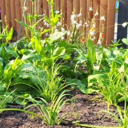 Groene tuin Soest Groene tuin Soest