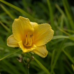 Hemerocallis