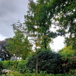 Herfsttuin