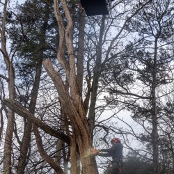 Hoge acacia kappen Hoge acacia kappen