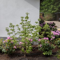 Hoogteverschillen in de beplanting