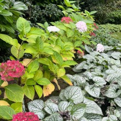 Hortensia en Brunnera