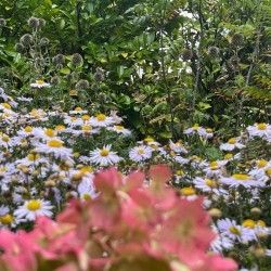 Hortensia en herfstasters