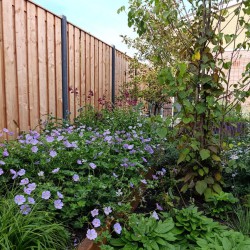Insectvriendelijke tuin