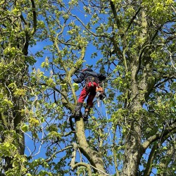 Kappen Kastanjeboom Kappen Kastanjeboom