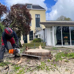 Kastanjeboom verwijderen Kastanjeboom verwijderen
