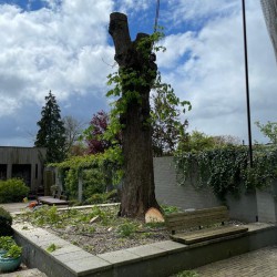 Kastanjeboom wegzagen Kastanjeboom wegzagen