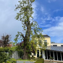 Klimmer Hoveniersbedrijf De Vuursche