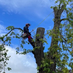 Klimmer verwijdert Kastanjeboom Klimmer verwijdert Kastanjeboom