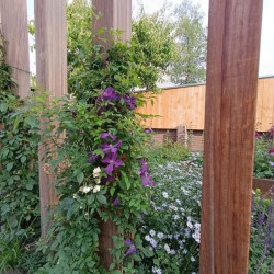 Klimplanten in de achtertuin