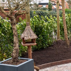 Laurier in tuin Bussum