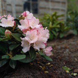 Licht roze Rhododendron