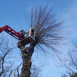 Lindeboom snoeien met hoogwerker