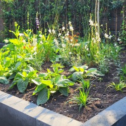 Maatwerk plantenborder in Soest