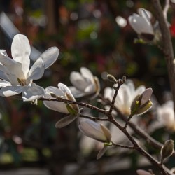 Magnolia in de tuin