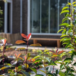 Natuurlijke voortuin Natuurlijke voortuin